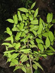 Image result for Rhamnus prinoides