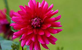 We did not find results for: Dahlia Flower Meaning Symbolism And Colors