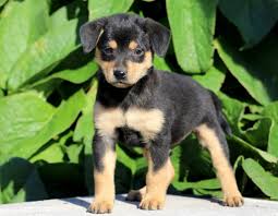 Miniature pinscher for sale florida. Miniature Pinscher Mix Puppies For Sale Puppy Adoption Keystone Puppies