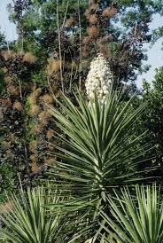Image result for Yucca