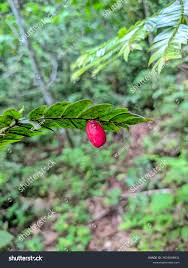 Image result for Vitex ferruginea