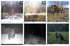 Chernobyl has become a byword for catastrophe. Chernobyl Wildlife Is Back After Radioactive Disaster Bluevision