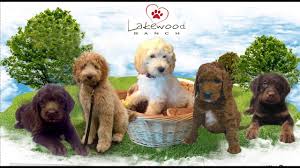 Red goldendoodle puppies for sale ontario. Litters Find Dogs Puppies Locally For Sale In Ontario