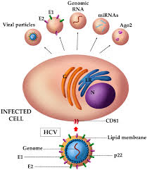 Facebook giver folk mulighed for at dele og gør derved verden mere åben. Viruses Free Full Text The Role Of Extracellular Vesicles As Allies Of Hiv Hcv And Sars Viruses