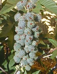 Image result for Ricinus