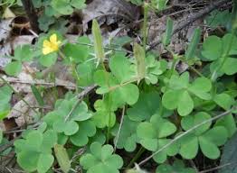 1 ﻿ ﻿the flowers of yellow wood sorrel are bright yellow, measure approximately 1/2 of an inch, and are made up of five petals. Foraging And Cooking With Wild Sorrel Mother Earth News