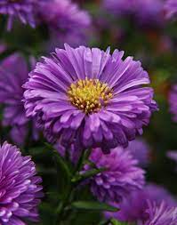 Purple Aster Flowers Aster Flower September Birth Flower Purple Flowers Garden
