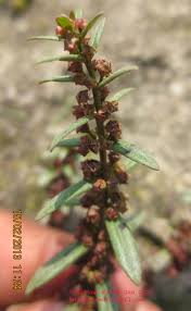 Image result for Ammannia baccifera