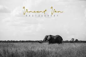 You can use these fonts to create custom styles. Sonira Signature Free Fonts Script Handwritten Pixelify Net