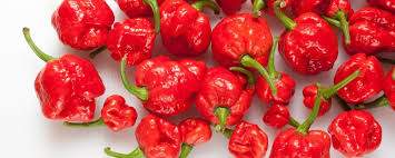 Originario dell'india, il basilico è utilizzato tipicamente nella cucina italiana e nelle cucine asiatiche in taiwan, thailandia, vietnam, cambogia e laos, per via del marcato profumo delle sue foglie, che a seconda della varietà. Varieta Di Peperoncino Una Guida Fruttaweb