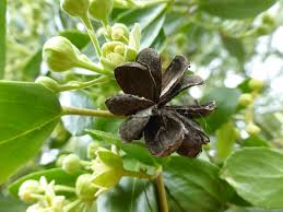Image result for Quillaja saponaria
