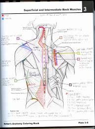 Netter Anatomy Coloring Book New Learn By Colouring Barefoot Whispers Anatomy Coloring Book Coloring Books Cat Coloring Book