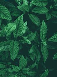 Find the best aesthetic wallpapers on wallpapertag. 900 Leaf Background Images Download Hd Backgrounds On Unsplash