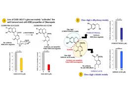 The prevalence of genetic mutations associated with breast cancer such as the brca1 and 2 genes varies by population. Olive Oil S Bitter Principle Reverses Acquired Autoresistance To Trastuzumab Herceptin In Her2 Overexpressing Breast Cancer Cells Bmc Cancer Full Text