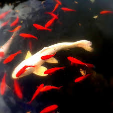 Check out our coy fish selection for the very best in unique or custom, handmade pieces from our prints shops. Koi Carp The Most Expensive Koi Fish Ever Sold Pethelpful