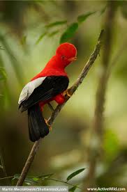 It contains millions of species, most of them still undescribed. What Is In The Amazon Rainforest Animals Birds Plants People