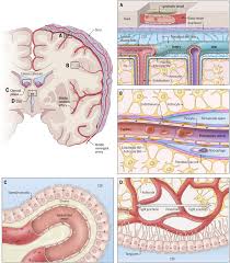 There is a printable worksheet available for download here so you can take the quiz with pen and paper. The Anatomy And Immunology Of Vasculature In The Central Nervous System Science Immunology