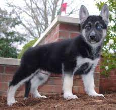 17 Adorable German Shepherd Mixes Top Of Their Class Mixed Breeds German Shepherd Husky Gerberian Shepsky Siberian Husky