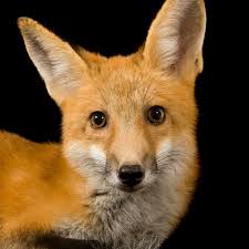 Foxes from the video game about space. Animal Pictures And Facts