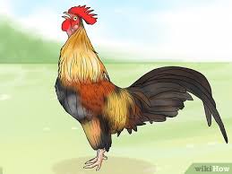 Many birds including roosters have their cycle of. 3 Ways To Stop A Rooster From Crowing Wikihow