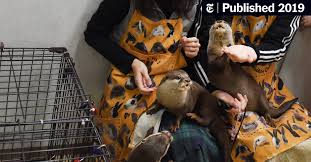 Has been in business at our present location (343 lemay ferry rd, st. These Otters Are Popular Pets In Asia That May Be Their Undoing The New York Times