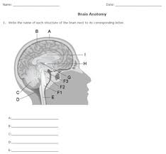 The five main parts of the brain include the cerebrum, cerebellum, brain stem, pituitary gland, and. Nervous System Worksheet Pack With Diagrams By Help Teaching Tpt