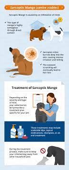 In this case, hair loss is due to excessive scratching or biting of flea bites on your dog's skin. Dog Hair Loss Common Causes Treatment Canna Pet
