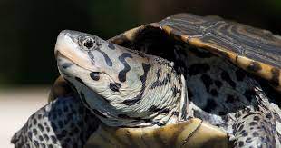 Check spelling or type a new query. Animals Of The Hudson River