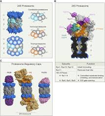 Proteasome subunit alpha type 7 human recombinant, gankyrin human recombinant. Proteasome Structure And Function A Structures Pdb 4r3o And Download Scientific Diagram