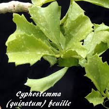 Image result for Cyphostemma heterotrichum