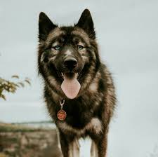 German Shepherd Black And Brown Husky Pin By Andrea Gibson On My Huskies Wolf Dog Fancy Dog Summer Dog