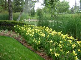Flowers bulbs for sale online. Why Summer Is The Best Time To Buy Spring Bulbs Brightview