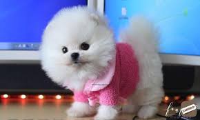 Though many users liked the soft, squishy texture that was appropriate for teething, others reported. Teacup Pomeranian Puppies Bangalore Zamroo