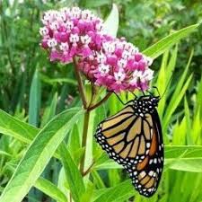 Red Milkweed Asclepias Incarnata Butterfly Plants Butterfly Garden Milkweed