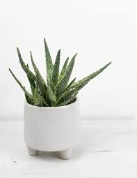 Image result for Aloe zebrina
