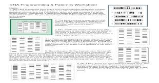 Dna fingerprinting is also used to establish paternity. Dna Fingerprinting Paternity Worksheet Dna Fingerprinting Paternity Worksheet Name 1 The Dna Fingerprints Were Made From Blood Samples Taken From A Puppy