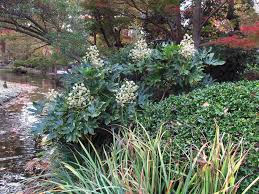 It is evergreen in san antonio and is heat and drought tolerant. Photo Of The Entire Plant Of Japanese Aralia Fatsia Japonica Posted By Jmorth Garden Org