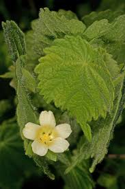 Image result for Pavonia burchellii