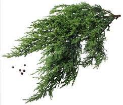 Are Japanese Junipers Dangerous For Dogs