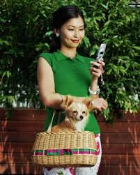 Maybe you would like to learn more about one of these? How To Cut Your Long Hair Chihuahua