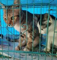 Untuk pengetahuan anda, tuan mereka ni baik sebenarnya dan bela banyak kucing. Kucing Untuk Diberi Percuma Geli Geli Kucing