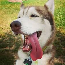We did not find results for: Jacob S Long Tongue Dogs Husky Animals
