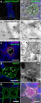 Start studying liverwort life cycle. The Liverwort Oil Body Is Formed By Redirection Of The Secretory Pathway Nature Communications
