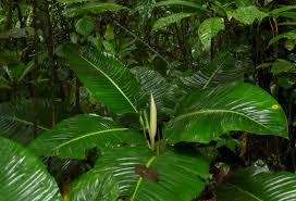 Es sind vier freie staubblätter vorhanden. Forest Understory Page 15 Vertical Garden Patrick Blanc