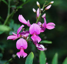 Image result for Indigofera transvaalensis