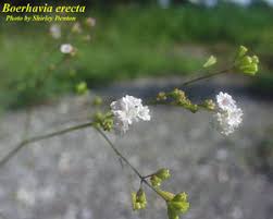 Image result for Boerhavia erecta