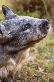 Image result for Southern hairy-nosed wombat