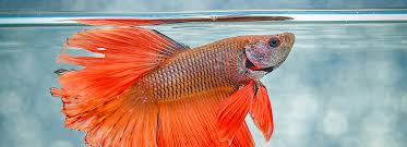 Betta Fish Care Sheet Supplies Petsmart