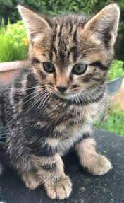 Pin By Silo On Chaton Trop Mignon Cute Baby Cats Cute Cats Baby Animals Pictures