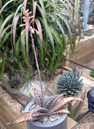 Image result for Selago dinteri